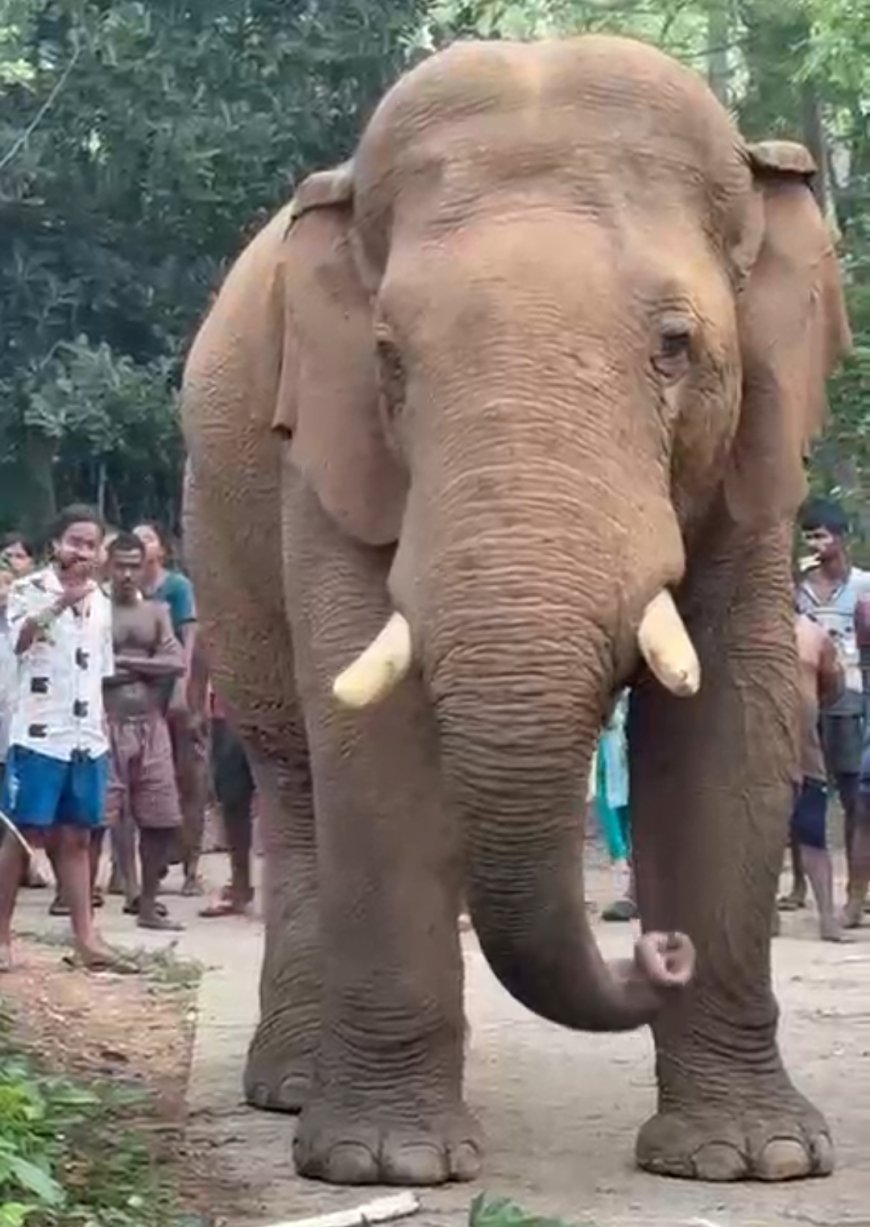 সুস্থ হয়ে ফের তাণ্ডবে 'রামলাল', খাবারের খোঁজে গ্রামে গ্রামে ঘোরাফেরা -আতঙ্কে ঝাড়গ্রাম