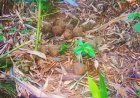 গড়বেতায় উদ্ধার বিপুল তাজা বোমা, চাঞ্চল্য পশ্চিম মেদিনীপুরে