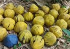 মল্লারপুরের কোট গ্রামে উদ্ধার ৩১টি তাজা বোমা, চাঞ্চল্য এলাকাজুড়ে