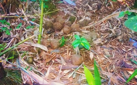 গড়বেতায় উদ্ধার বিপুল তাজা বোমা, চাঞ্চল্য পশ্চিম মেদিনীপুরে