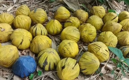 মল্লারপুরের কোট গ্রামে উদ্ধার ৩১টি তাজা বোমা, চাঞ্চল্য এলাকাজুড়ে