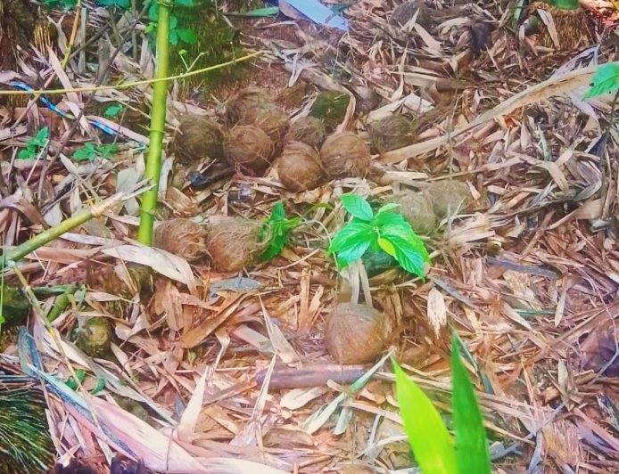 গড়বেতায় উদ্ধার বিপুল তাজা বোমা, চাঞ্চল্য পশ্চিম মেদিনীপুরে