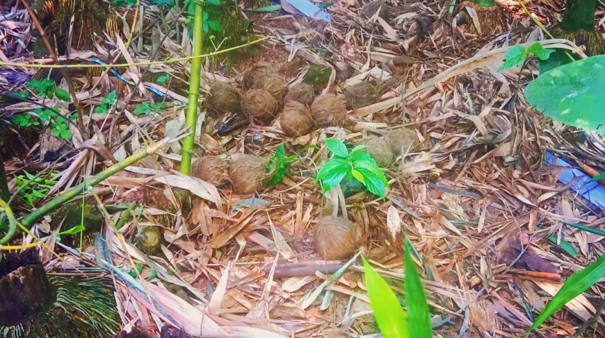 গড়বেতায় উদ্ধার বিপুল তাজা বোমা, চাঞ্চল্য পশ্চিম মেদিনীপুরে