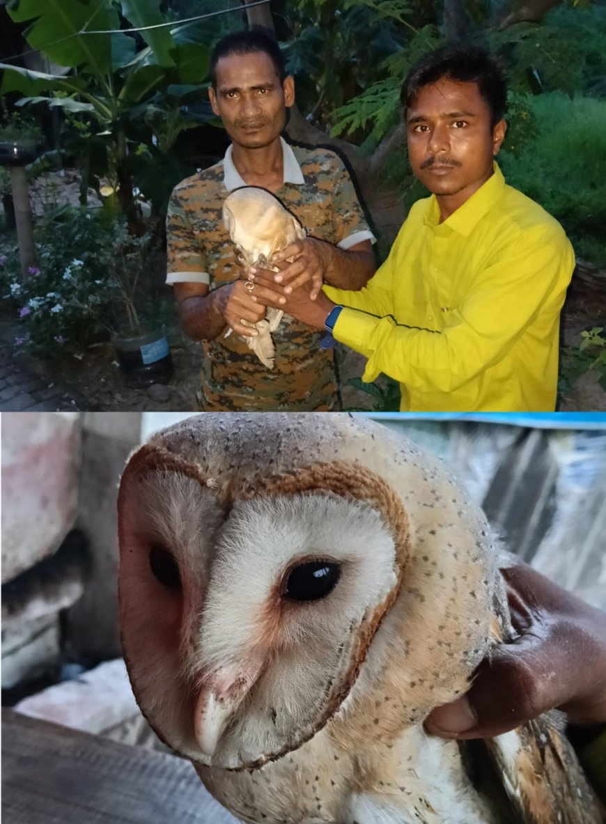 অসুস্থ পেঁচাকে মৃত্যুর মুখ থেকে ফেরালেন সাংবাদিক! বকখালি বনদপ্তরের হাতে বিরল পাখি তুলে দিয়ে প্রশংসিত অমিত