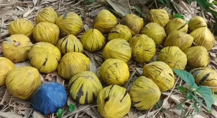 মল্লারপুরের কোট গ্রামে উদ্ধার ৩১টি তাজা বোমা, চাঞ্চল্য এলাকাজুড়ে