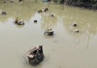 হিঙ্গলগঞ্জে তাপস মণ্ডলের গ্রেফতারের দাবিতে সরব এলাকাবাসী, নদী বাঁধ কাটার অভিযোগে গ্রেফতার শ্যালক