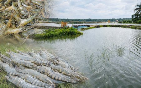 বাংলাদেশের চিংড়ি: অর্থনীতির নীরব শক্তি