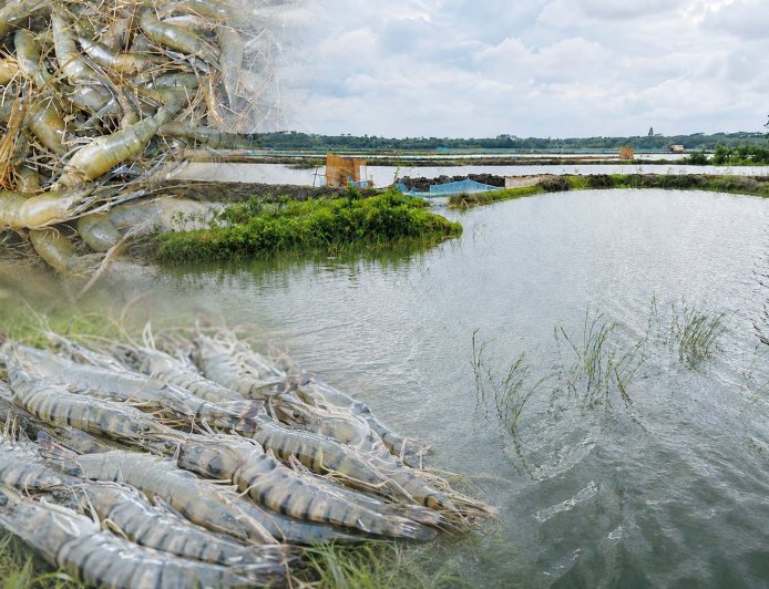 বাংলাদেশের চিংড়ি: অর্থনীতির নীরব শক্তি