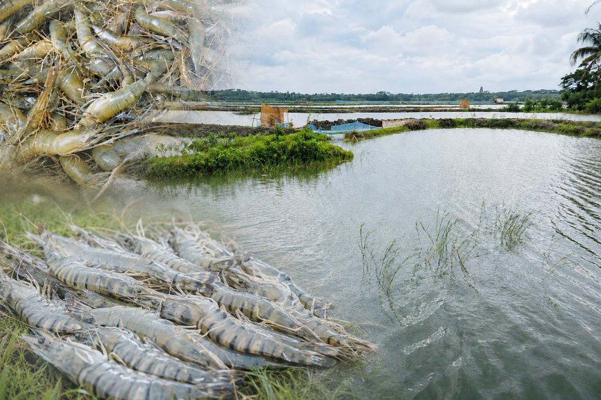 বাংলাদেশের চিংড়ি: অর্থনীতির নীরব শক্তি